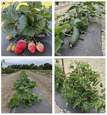 End-of-Life Management Options for Agricultural Mulch Films in the United States—A Review